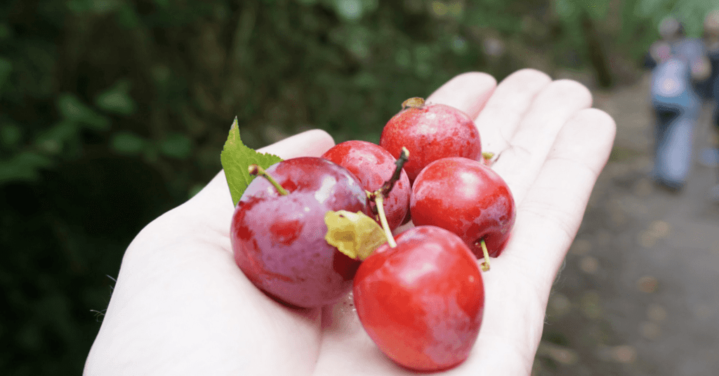 Eating native Red plums in the Canary Islands, Spain.