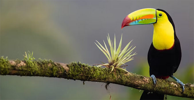 A cute keel billed toucan watches over my as I hike through the jungle.